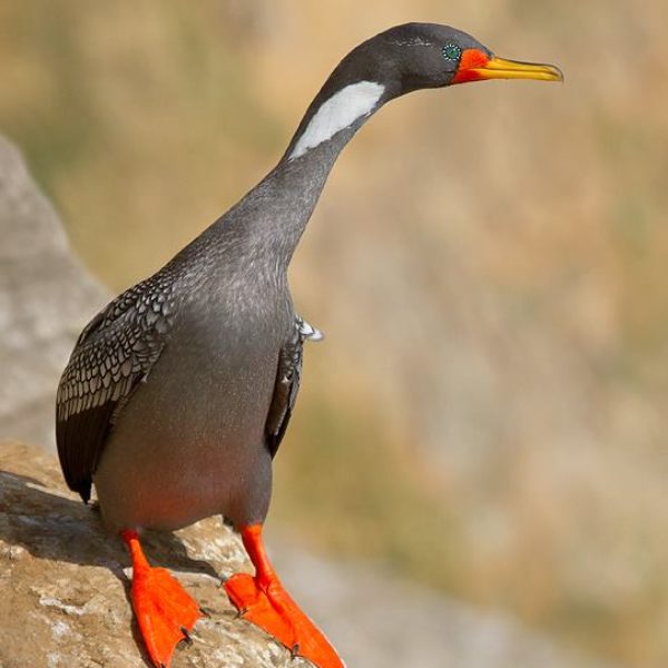 Cormoran Lile Cormoran Lile